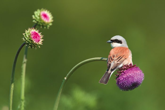 Распространение и места обитания жулана Распространение и места обитания жулана фото