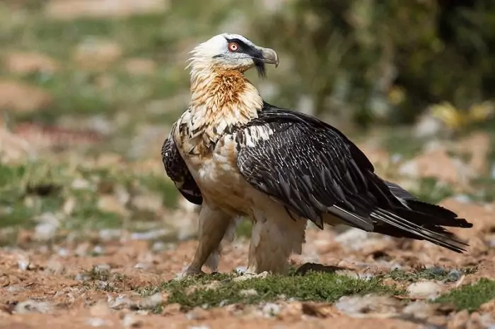 Распространенные виды бородача Распространенные виды бородача фото