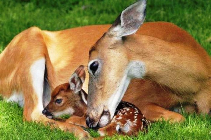 Размножение косули фото Размножение косули