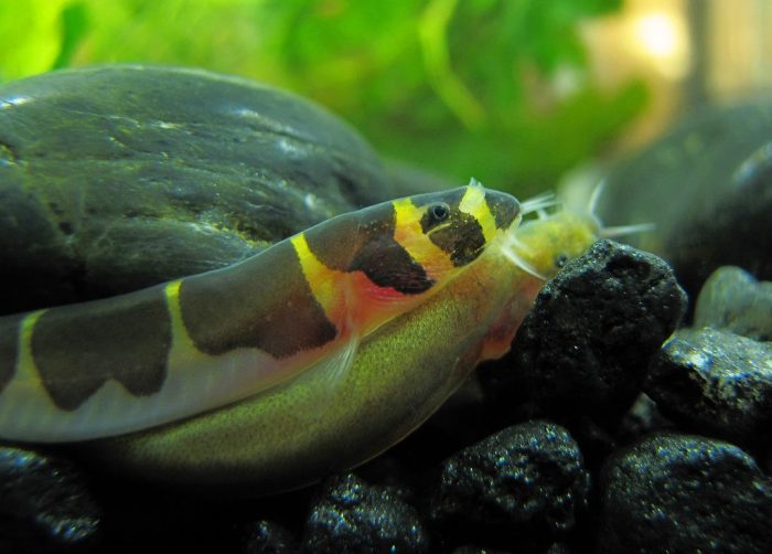 Размножение акантофтальмусов Размножение акантофтальмусов фото