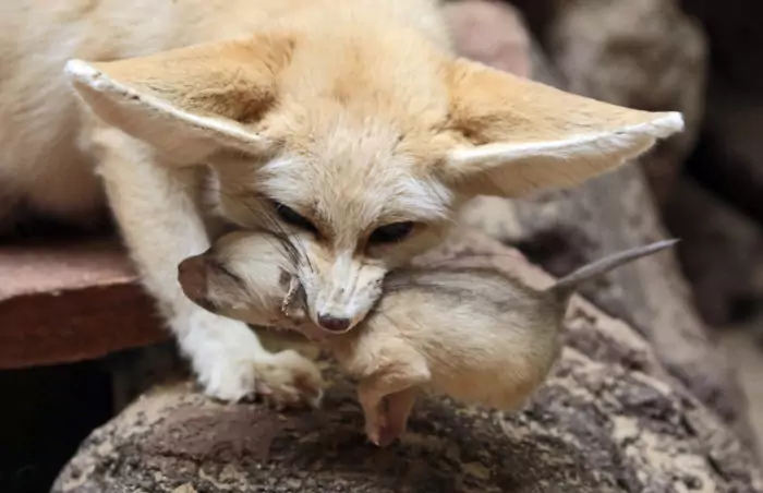 Размножение фенека фото Размножение фенека