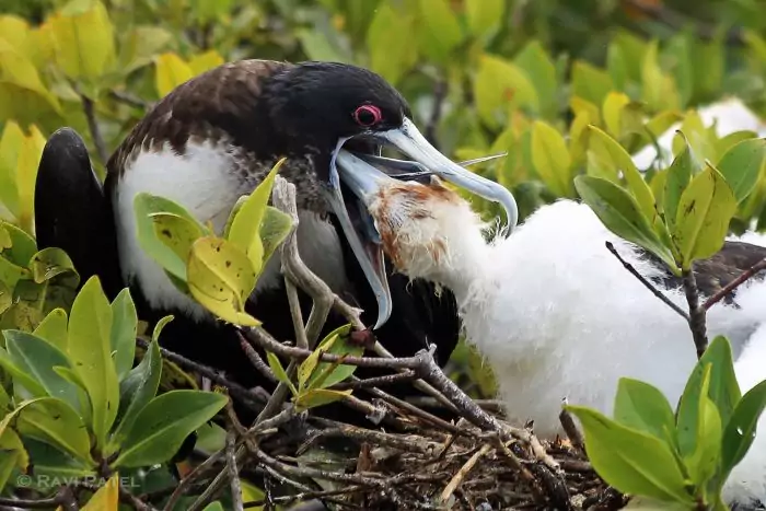 Размножение фрегата Размножение фрегата фото