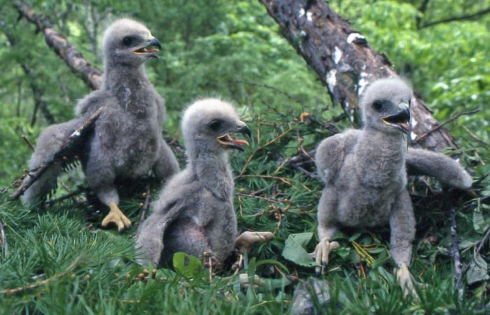 Размножение канюка Размножение канюка фото