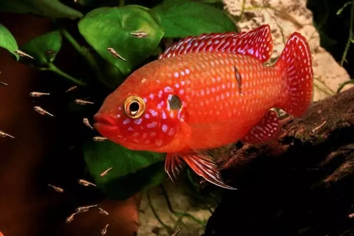 Размножение хромисов-красавцев Размножение хромисов-красавцев фото