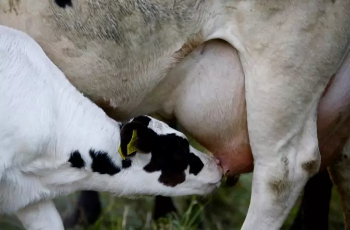 размножение коров фото