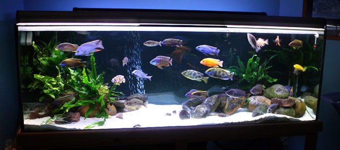 Размножение львиноголовых цихлид фото Размножение львиноголовых цихлид