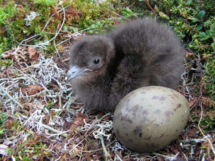 Размножение поморника Размножение поморника фото