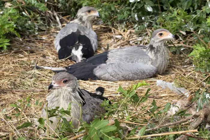 Размножение птицы-секретаря Размножение птицы-секретаря фото