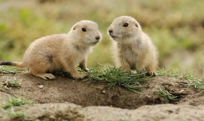 Размножение сурка Размножение сурка фото