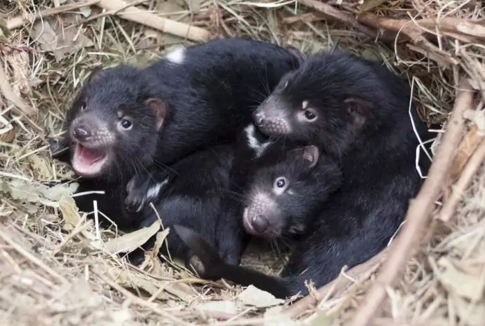 Размножение тасманийского дьявола фото Размножение тасманийского дьявола