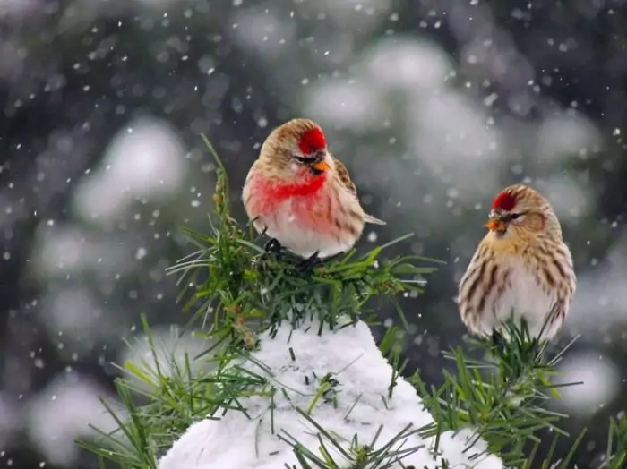Разведение чечеток Разведение чечеток фото