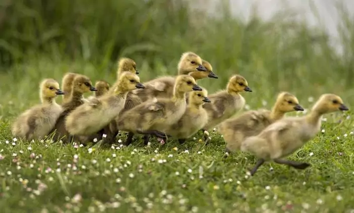 Разведение гусей в домашних условиях Разведение гусей в домашних условиях фото
