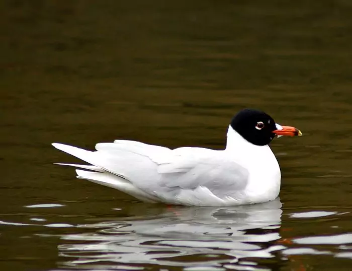 Реликтовая чайка (Ichthyaetus relictus) Реликтовая чайка (Ichthyaetus relictus) фото