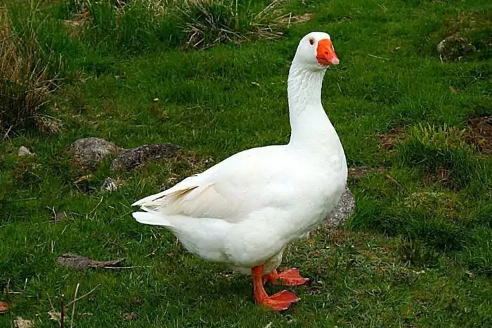 Рейнский гусь Рейнский гусь фото