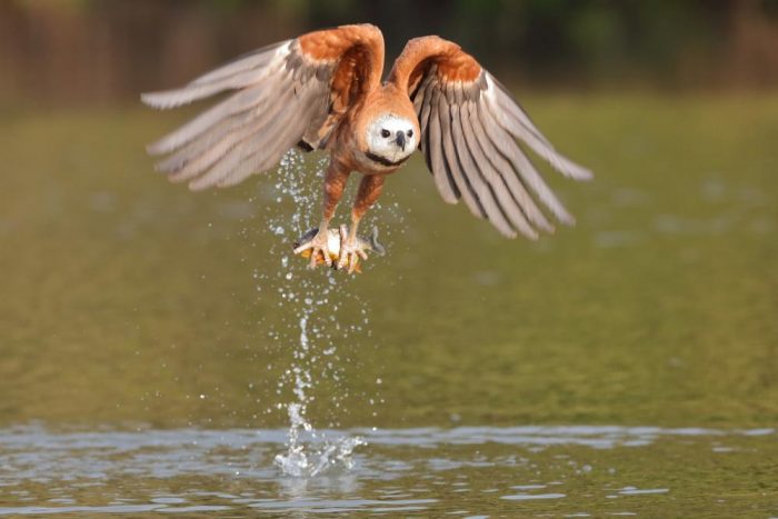 Рыбный канюк (Busarellus nigricollis) Рыбный канюк (Busarellus nigricollis) фото