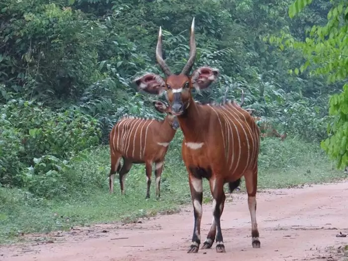 Самец и самка бонго: основные отличия фото Самец и самка бонго: основные отличия