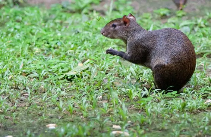 Самец и самка агути: основные отличия Самец и самка агути: основные отличия фото