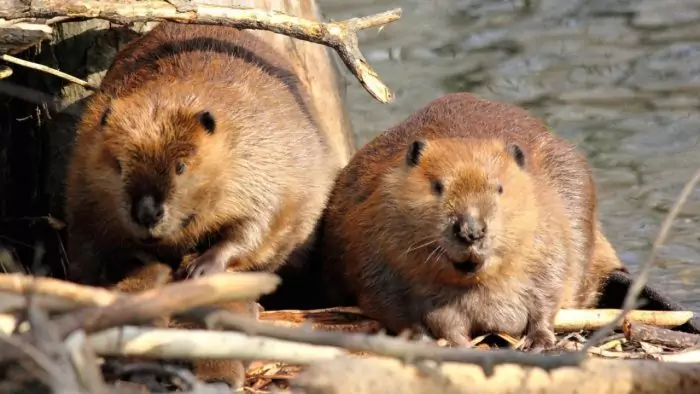 Самец и самка бобра: основные отличия Самец и самка бобра: основные отличия фото