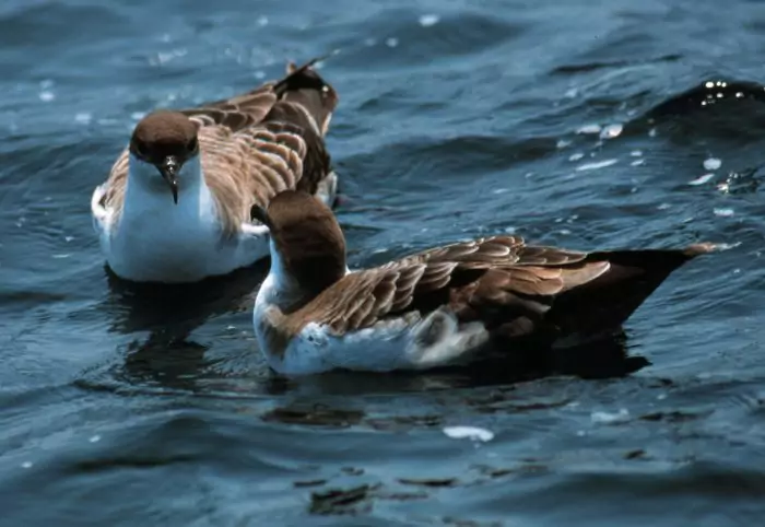 Самец и самка буревестника: основные отличия Самец и самка буревестника: основные отличия фото