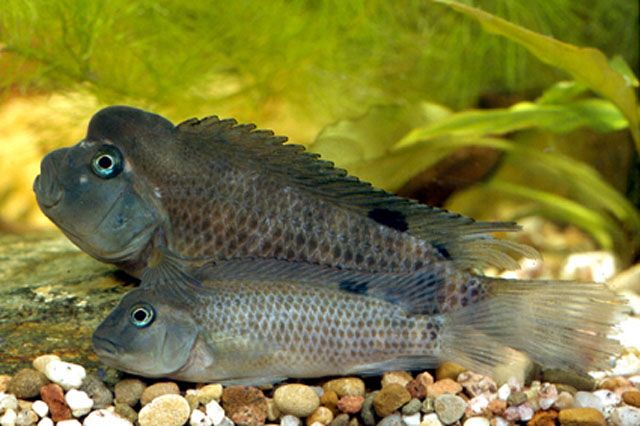 Половые отличия львиноголовой цихлиды фото Половые отличия львиноголовой цихлиды