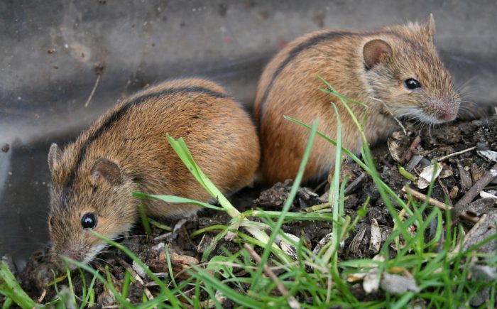 Самец и самка полевой мыши: основные отличия Самец и самка полевой мыши: основные отличия фото
