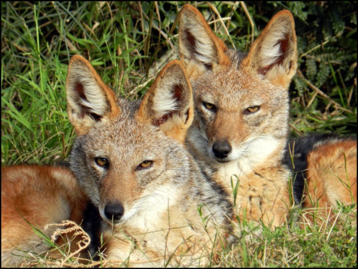 Самец и самка шакала: основные отличия фото Самец и самка шакала: основные отличия