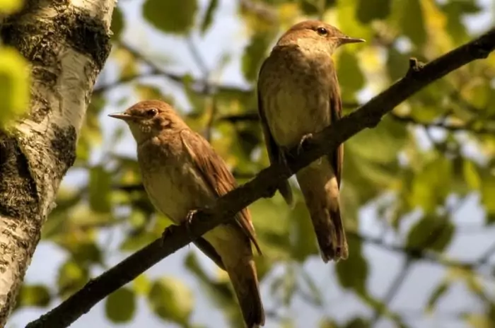 Самец и самка соловья: основные отличия Самец и самка соловья: основные отличия фото