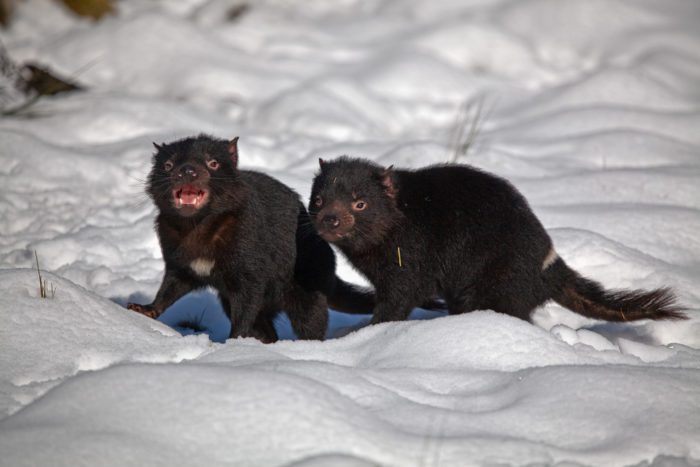 Самец и самка тасманийского дьявола: основные отличия фото Самец и самка тасманийского дьявола: основные отличия