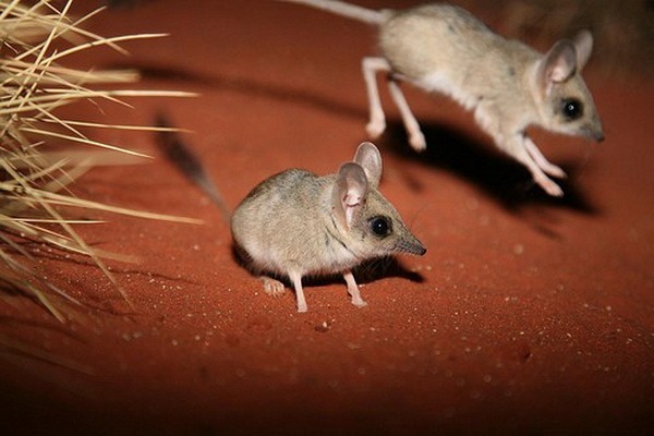 Самец и самка тушканчика: основные отличия Самец и самка тушканчика: основные отличия фото