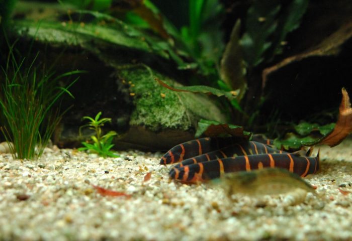 Отличие самки от самца акантофтальмуса Отличие самки от самца акантофтальмуса фото