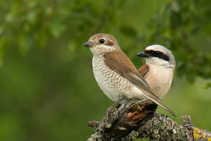 Самка и самец жулана Самка и самец жулана фото