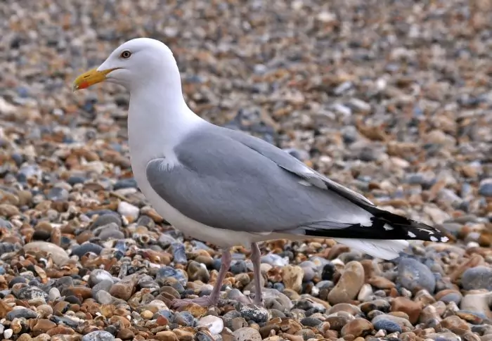 Серебристая чайка (Larus argentatus) Серебристая чайка (Larus argentatus) фото