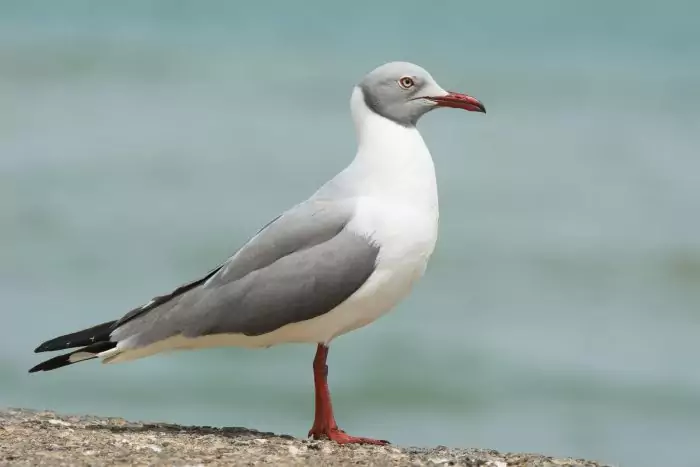Сероголовая чайка (Larus cirrocephalus) Сероголовая чайка (Larus cirrocephalus) фото