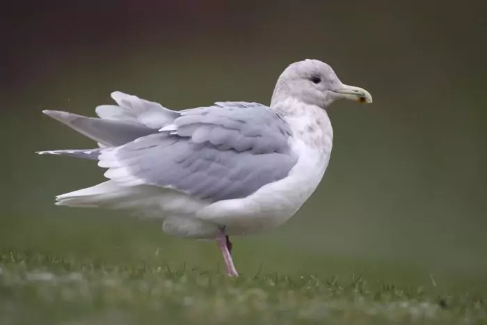 Серокрылая чайка (Larus glaucescens) Серокрылая чайка (Larus glaucescens) фото