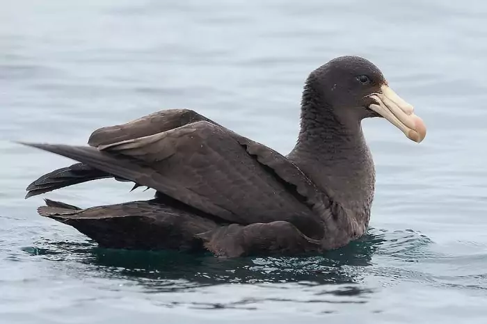 Северный гигантский буревестник Северный гигантский буревестник фото
