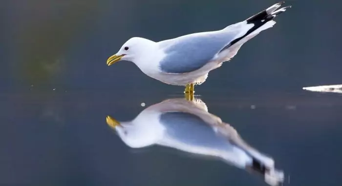 Сизая чайка (Larus canus) Сизая чайка (Larus canus) фото