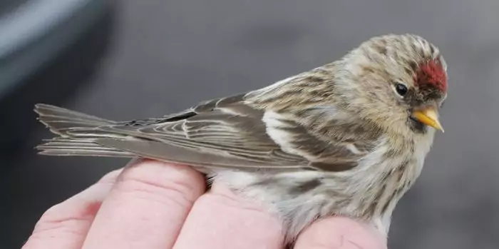 Содержание чечеток в домашних условиях Содержание чечеток в домашних условиях фото