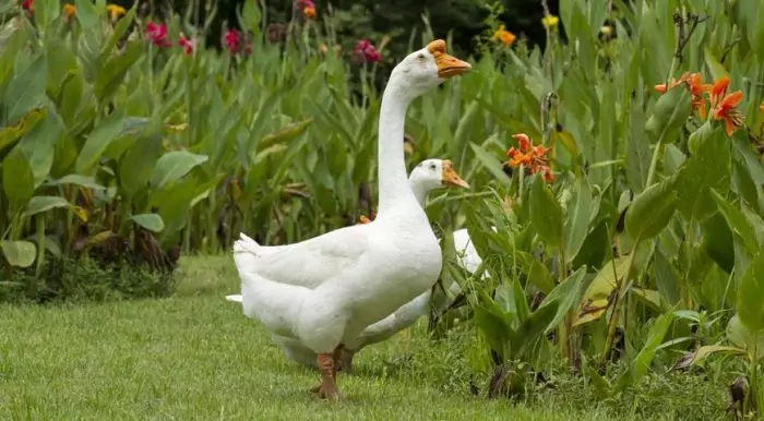 Содержание гусей в домашних условиях Содержание гусей в домашних условиях фото
