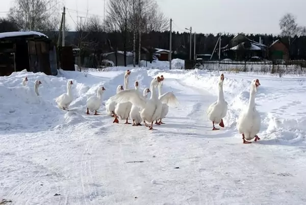 Содержание гусей зимой Содержание гусей зимой фото