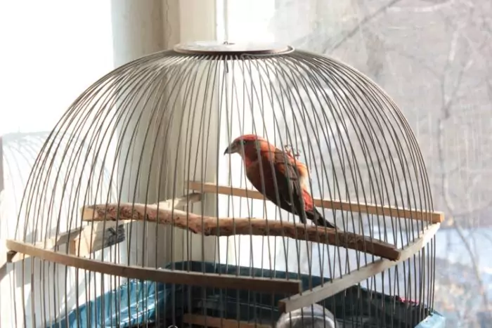 Содержание клеста в домашних условиях Содержание клеста в домашних условиях фото