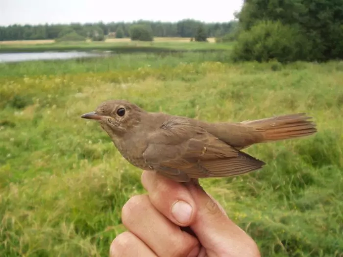 Содержание соловья в домашних условиях Содержание соловья в домашних условиях фото