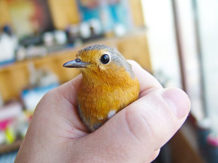 Содержание зарянок в домашних условиях Содержание зарянок в домашних условиях фото