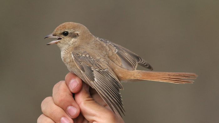Содержание жулана в домашних условиях Содержание жулана в домашних условиях фото