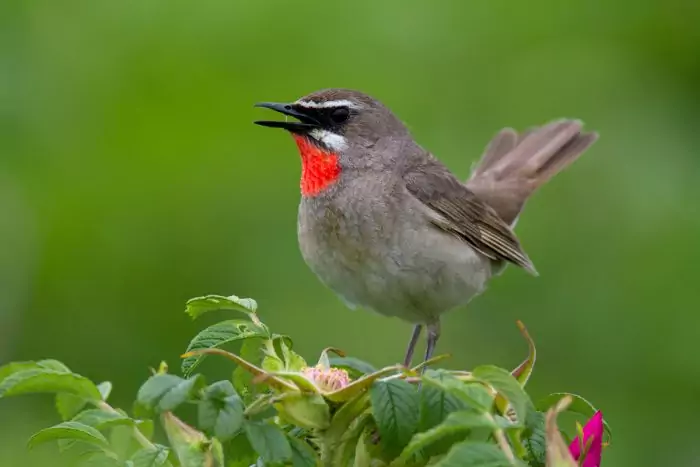 Соловей-красношейка Соловей-красношейка фото