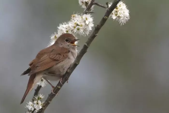 Обыкновенный или восточный соловей Обыкновенный соловей или Восточный соловей, (Luscinia luscinia)