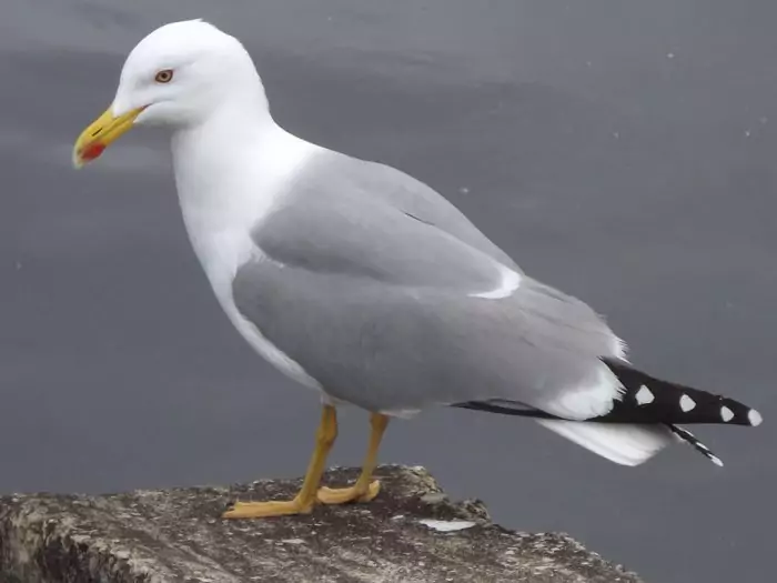Средиземноморская чайка (Larus michahellis) Средиземноморская чайка (Larus michahellis) фото
