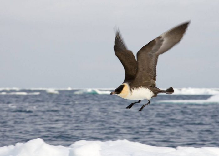 Средний поморник (Stercorarius pomarinus) Средний поморник (Stercorarius pomarinus) фото