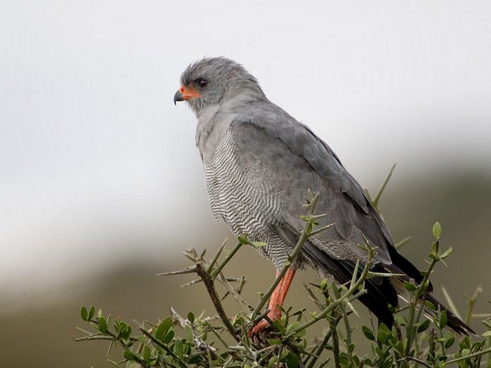 Тёмный певчий ястреб (Melierax metabates) Тёмный певчий ястреб (Melierax metabates) фото