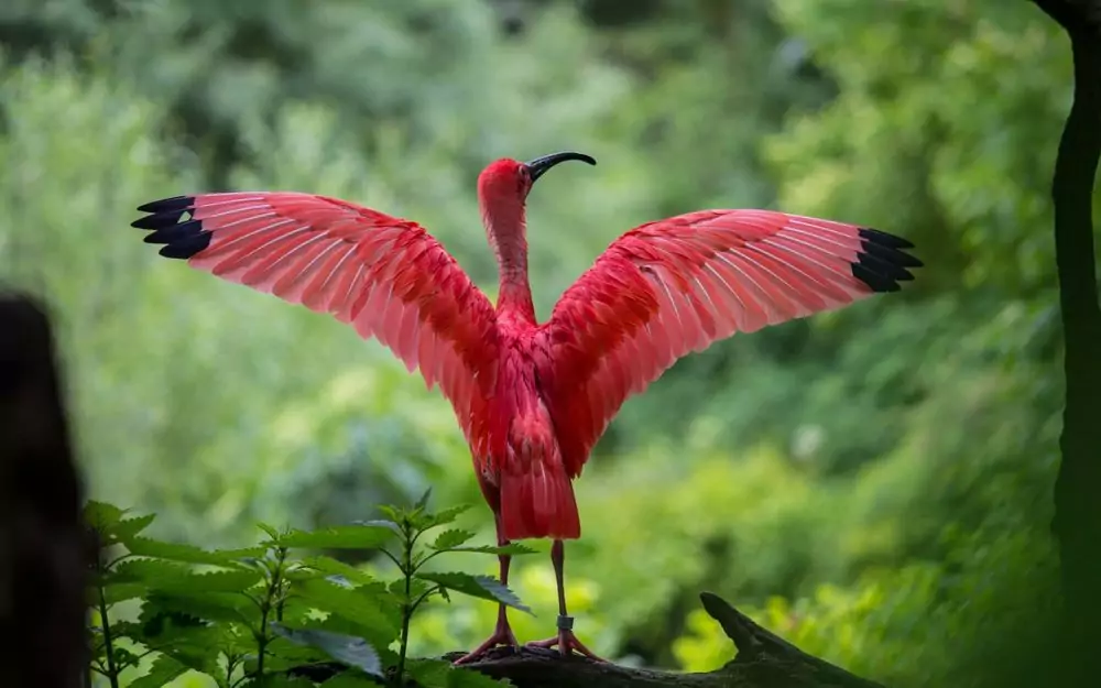 Красный ибис