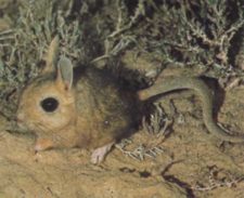 Толстохвостый тушканчик (Pygeretmus platyurus) Толстохвостый тушканчик (Pygeretmus platyurus) фото